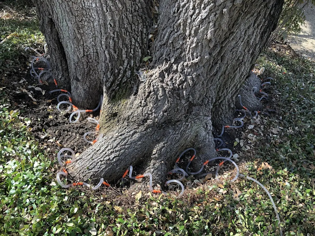 Detailed Tree Cabling and Bracing job site in Flowery Branch