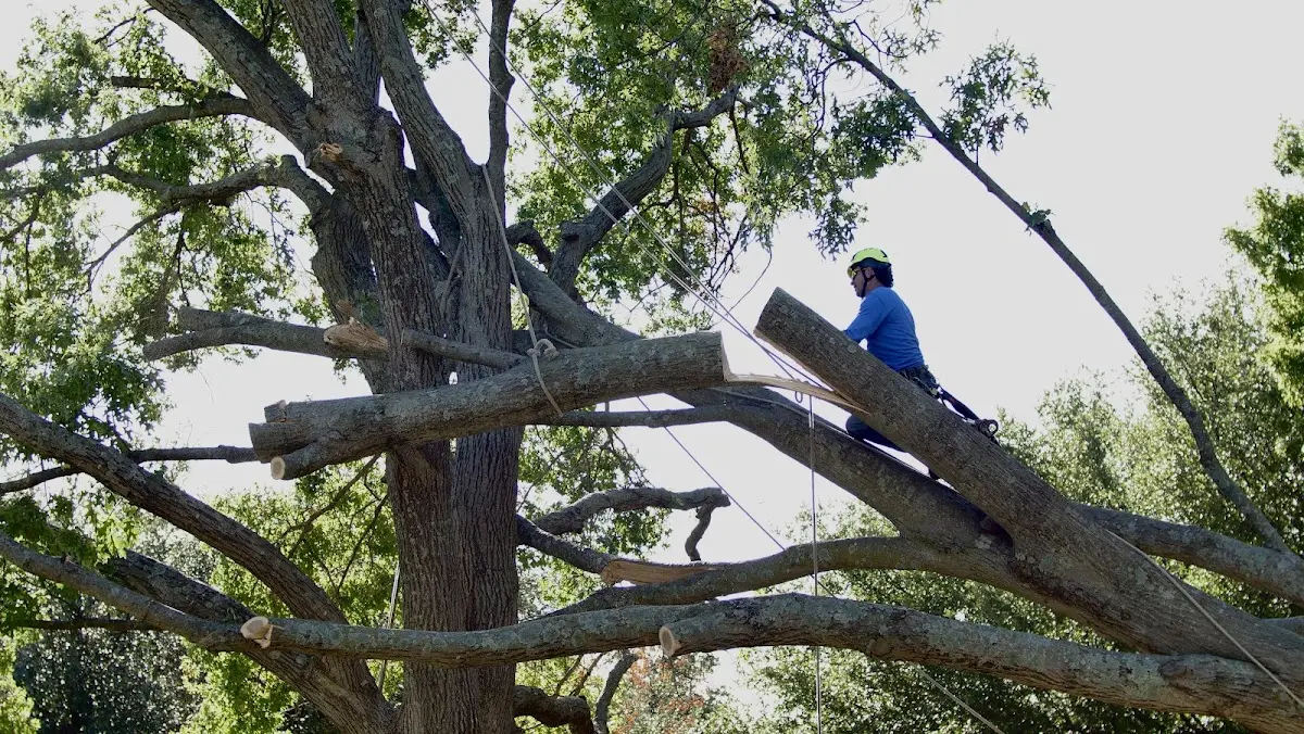 Professional Crown Thinning performed by certified arborists in Flowery Branch